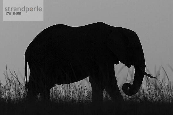 Ein einzelner afrikanischer Buschelefant (Loxodonta africana) steht im hohen Gras und zeichnet sich am Horizont ab  Maasai Mara National Reserve; Narok  Maasai Mara  Kenia