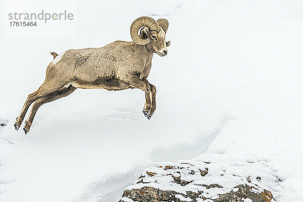 Dickhornschaf (Ovis canadensis)  das auf einen Felsen im Schnee springt  Yellowstone National Park; Vereinigte Staaten von Amerika