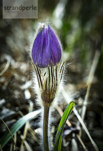 Nahaufnahme einer einzelnen violetten Krokusknospe auf einer Wiese; Calgary  Alberta  Kanada