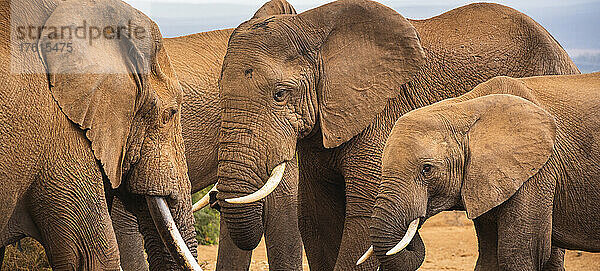 Afrikanische Elefanten (Loxodonta) im Addo-Elefanten-Nationalpark; Ostkap  Südafrika