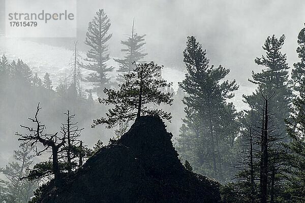 Silhouette von Lodgepole-Kiefern (Pinus contorta) im Morgennebel im Grand Canyon of the Yellowstone; Yellowstone National Park  Vereinigte Staaten von Amerika