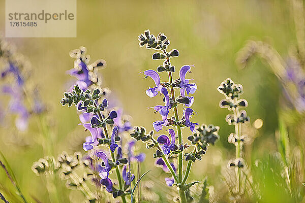 Blühender Wiesensalbei (Salvia pratensis) auf einer Wiese im Nationalpark Bayerischer Wald; Bayern  Deutschland