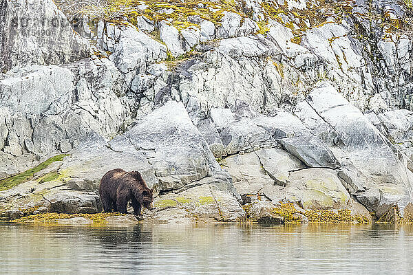 Braunbär (Ursus arctos)  der am Ufer steht und vor einer Felswand im Glacier Bay National Park ins Wasser schaut  um Fisch zu fangen; Südost-Alaska  Alaska  Vereinigte Staaten von Amerika