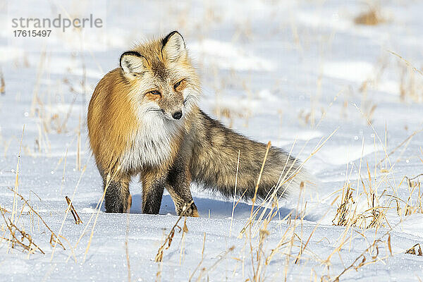 Rotfuchs (Vulpes vulpes)  der auf dem schneebedeckten Boden steht und sich an seine Beute heranpirscht; Yellowstone National Park  Wyoming  Vereinigte Staaten von Amerika