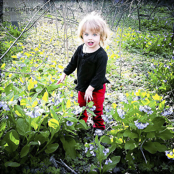 Ein 1 1/2 Jahre altes Mädchen steht inmitten von Frühlings-Wildblumen; Cabin John  Maryland.