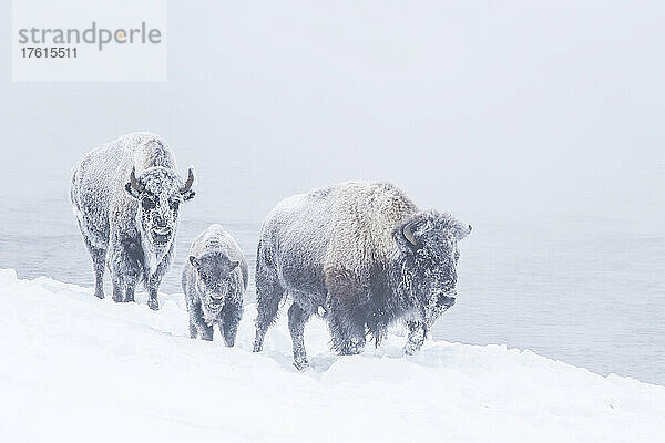 Eine Familie schneebedeckter Bisons (Bison bison)  die in einem Schneesturm im Yellowstone-Nationalpark am Firehole River spazieren geht; Vereinigte Staaten von Amerika