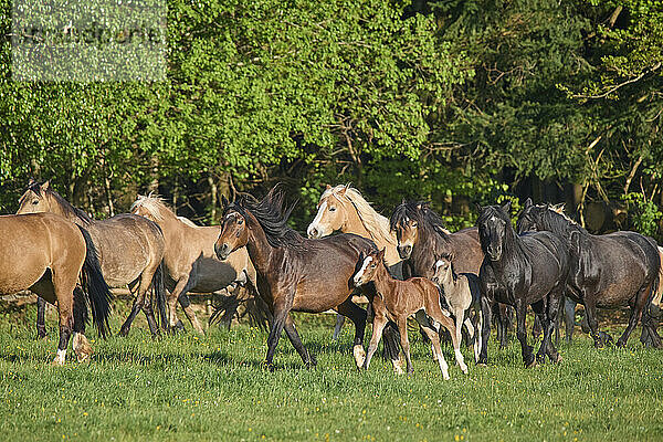 Pferdeherde (Equus ferus caballus) mit Fohlen auf einer grünen Weide im Frühling; Europa