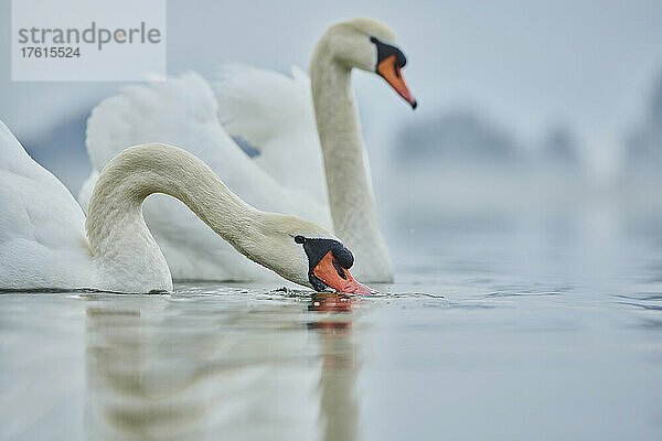 Höckerschwäne (Cygnus olor) schwimmen in einem See  einer trinkt von der Oberfläche; Bayern  Deutschland