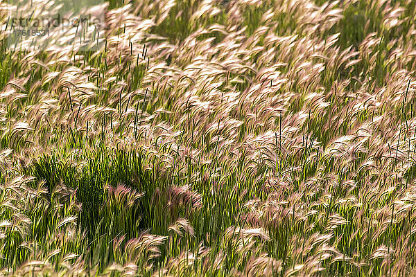 Feld mit Fuchsschwanzgerstengras (Hordeum jubatum)  das sich im Wind biegt; Montana  Vereinigte Staaten von Amerika