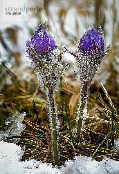 Nahaufnahme von zwei violetten Krokussen  die leicht mit Schnee bedeckt sind  auf einer schneebedeckten Wiese; Calgary  Alberta  Kanada