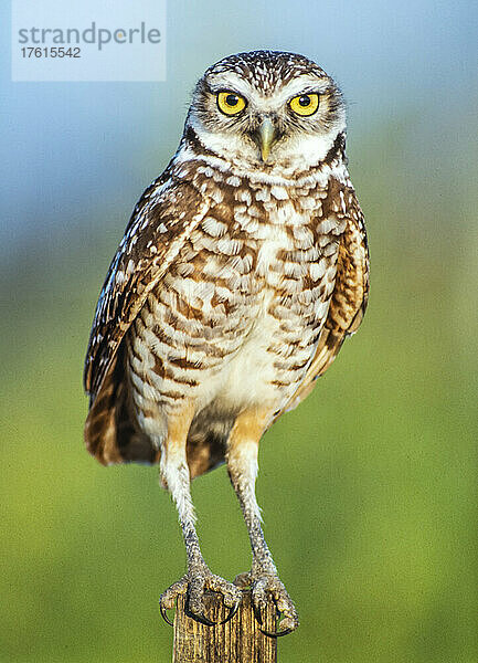 Porträt einer Kanincheneule (Athene cunicularia)  die auf einem Holzpfosten in Südflorida  USA  sitzt; Florida  Vereinigte Staaten von Amerika