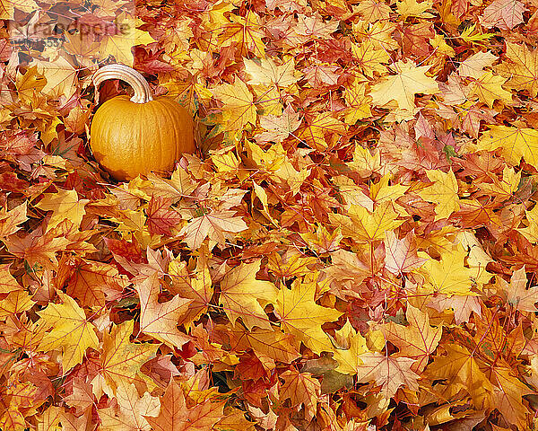 Kürbis sitzt auf dem Boden  bedeckt mit herbstlich gefärbten Blättern; Oregon  Vereinigte Staaten von Amerika