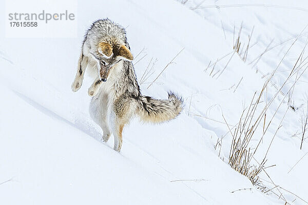 Ein Kojote (Canis latrans) springt im Schnee im Yellowstone National Park; Vereinigte Staaten von Amerika