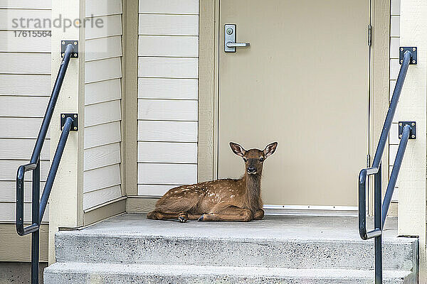 Porträt eines Elchkälbchens (Cervus canadensis)  das vor einer Tür auf einer Türschwelle liegt; Vereinigte Staaten von Amerika