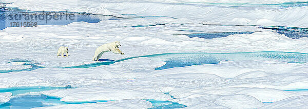 Ein Eisbär (Ursus maritimus) und sein Junges springen zwischen Eisschollen in der kanadischen Arktis.