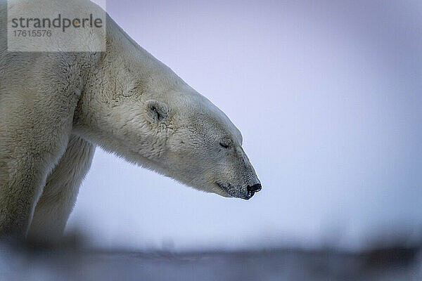 Nahaufnahme eines stehenden Eisbären (Ursus maritimus) mit geschlossenen Augen; Arviat  Nunavut  Kanada