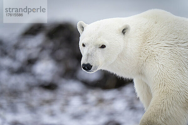 Nahaufnahme eines Eisbären (Ursus maritimus)  der stehend den Kopf dreht; Arviat  Nunavut  Kanada