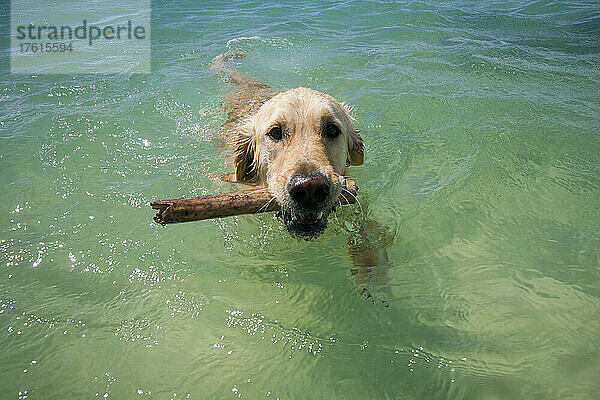 Golden Retriever Hund apportiert einen Stock im Wasser; Paia  Maui  Hawaii  Vereinigte Staaten von Amerika