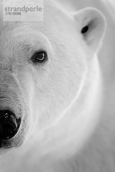 Schwarz-weiße Nahaufnahme eines halben Eisbärengesichts (Ursus maritimus); Arviat  Nunavut  Kanada