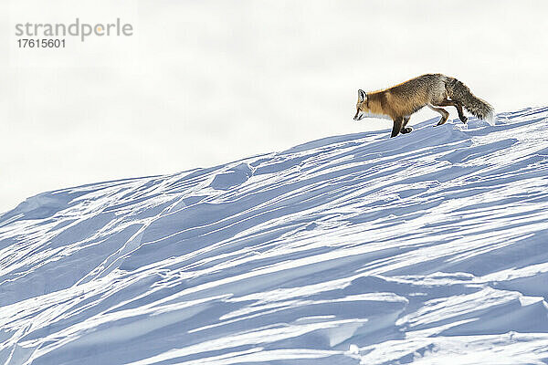 Rotfuchs (Vulpes vulpes)  der durch eine schneebedeckte Landschaft läuft; Yellowstone National Park  Wyoming  Vereinigte Staaten von Amerika