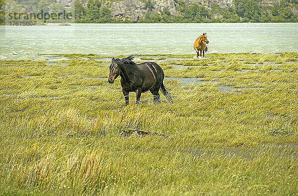 Pferde in den Untiefen des Kondor-Sees  Nationalpark Los Glaciares; Patagonien  Argentinien