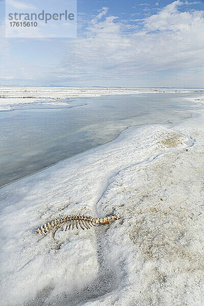 Ein Robbenskelett liegt im schmelzenden Schnee und Eis entlang des Ufers des Kotzebue Sound im Frühling mit den Baird Mountains in der Ferne; Kotzebue  Nordwest-Alaska  Alaska  Vereinigte Staaten von Amerika