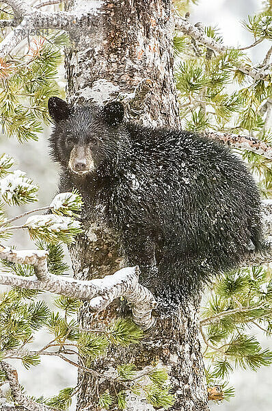 Porträt eines amerikanischen Schwarzbärenjungen (Ursus americanus)  der in die Kamera schaut und auf eine Weißkiefer (Pinus albicaulis) im Yellowstone-Nationalpark im Winter klettert; Wyoming  Vereinigte Staaten von Amerika