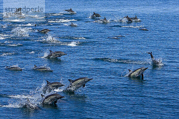 Langschnauzen-Delphine  Delphinus capensis  schwimmend und springend.