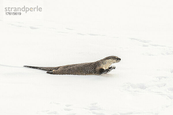 Nördlicher Flussotter (Lutra canadensis)  der auf dem Bauch einen vereisten Abhang hinunterrutscht; Yellowstone National Park  Vereinigte Staaten von Amerika