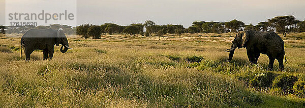 Afrikanische Elefanten  Loxodonta africana  grasen in ausgedehnten Graslandschaften