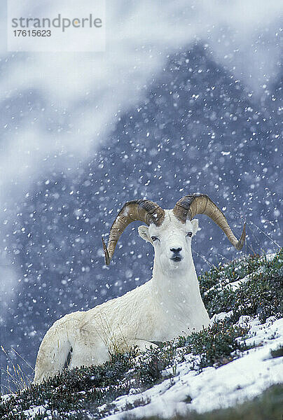 Porträt eines Dall-Schafs (Ovis dalli)  das auf einem Hügel ruht und in die Kamera schaut  während der Schnee fällt; Denali National Park; Alaska  Vereinigte Staaten von Amerika