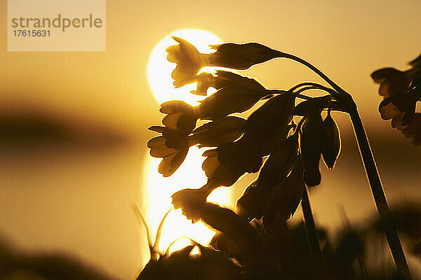Gewöhnliche Schlüsselblume (Primula veris) im Schattenwurf bei Sonnenuntergang; Bayern  Deutschland