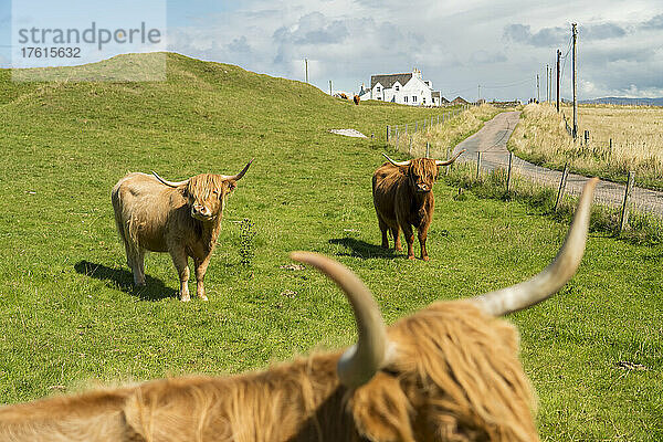 Hochlandrinder grasen auf einer Weide auf der Isle of Iona  Schottland; Iona  Schottland