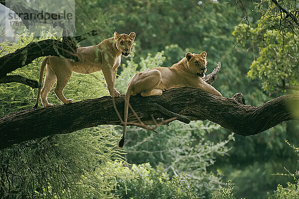 Ein Löwenpaar sitzt auf einem Baumstamm im Lake Manyara National Park  Tansania  Afrika.