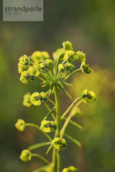 Zypressen-Wolfsmilch (Euphorbia cyparissias); Bayern  Deutschland