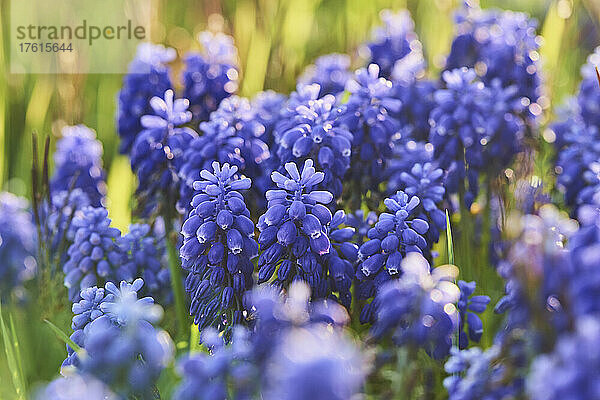 Armenische Traubenhyazinthe oder Gartentraubenhyazinthe (Muscari armeniacum); Bayern  Deutschland