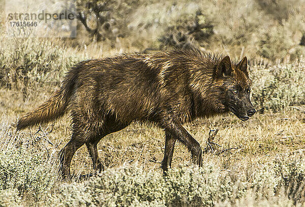 Porträt eines Wolfs (Canis lupus) mit braunem und lohfarbenem Fell  der durch das Grasland und den Salbeibusch (Artemisia tridentata) im Yellowstone-Nationalpark läuft; Vereinigte Staaten von Amerika