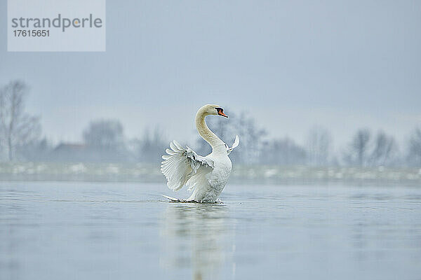 Höckerschwan (Cygnus olor)  der auf der Donau mit den Flügeln schlägt; Oberpfalz  Bayern  Deutschland