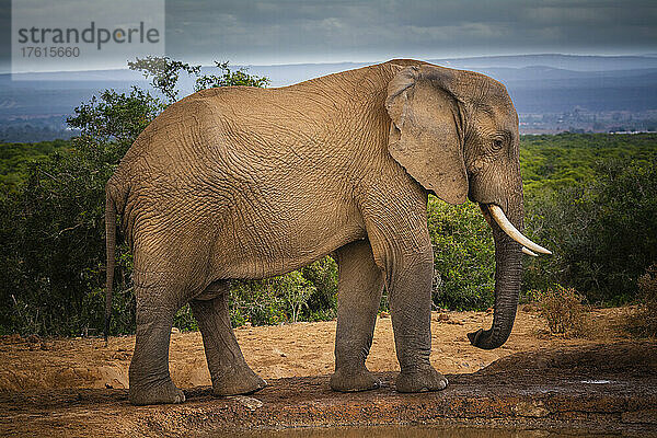 Afrikanischer Elefant (Loxodonta) im Addo Elephant National Park; Ostkap  Südafrika