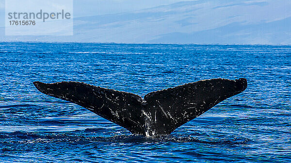 Die Fluke eines Buckelwals taucht in den Pazifik ein.