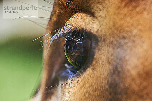 Detailaufnahme des Auges eines Bongos (Tragelaphus eurycerus)  in Gefangenschaft; Tschechische Republik