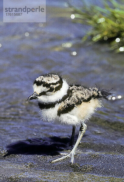 Nahaufnahme eines am Strand stehenden Killdeer (Charadrius vociferus); Montana  Vereinigte Staaten von Amerika