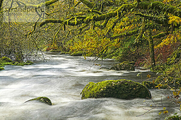 East Dart River  in der Nähe von Dartmeet  im Dartmoor National Park; Devon  England