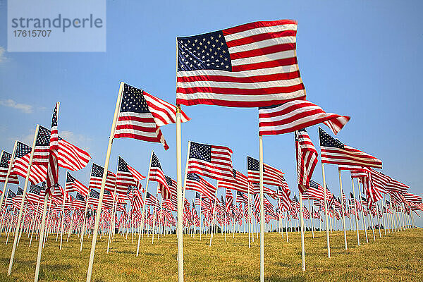 Eine Fülle von amerikanischen Flaggen in Reihen in einem Grasfeld mit blauem Himmel; Oregon  Vereinigte Staaten von Amerika