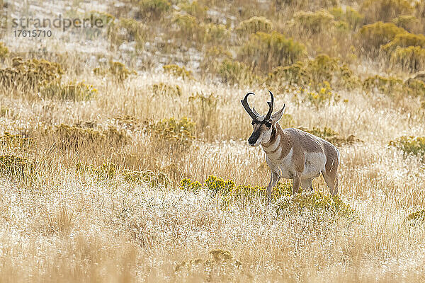 Eine Gabelbockantilope (Antilocapra americana) in einem Feld mit gelbem Gras und Wildblumen; Montana  Vereinigte Staaten von Amerika