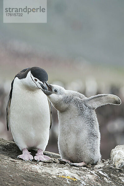 Ein erwachsener Zügelpinguin (Pygoscelis antarcticus) füttert sein Küken; Antarktis