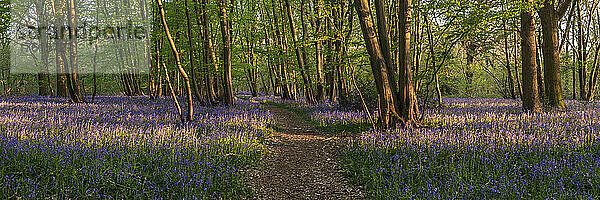 Ein gut ausgetretener Pfad führt durch einen Wald von Glockenblumen  die die letzten Sonnenstrahlen einfangen; Ditchling  East Sussex  England