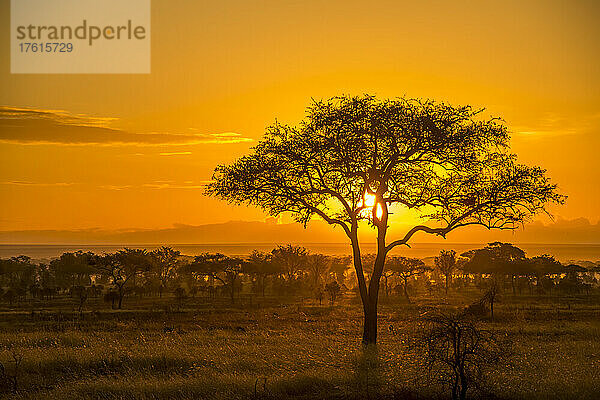 Wunderschöner  goldener Sonnenuntergang über der Savanne im Serengeti-Nationalpark; Tansania  Afrika