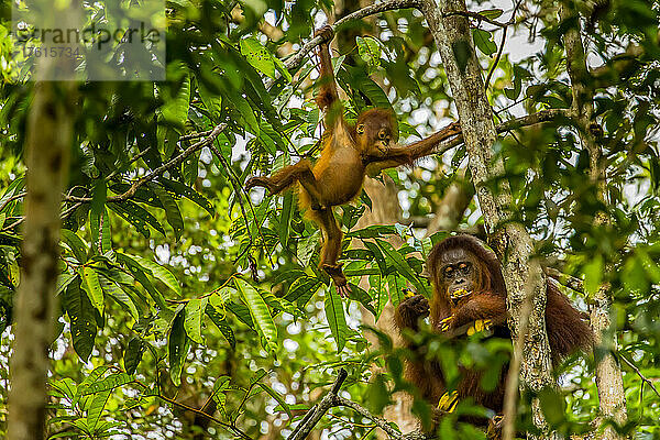 Ein Borneo-Orang-Utan  Pongo pygmaeus  mit seinem Baby in einer Baumkrone.