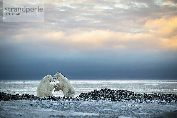 Eisbären (Ursus maritimus) ringen in der Morgendämmerung am Ufer; Arviat  Nunavut  Kanada